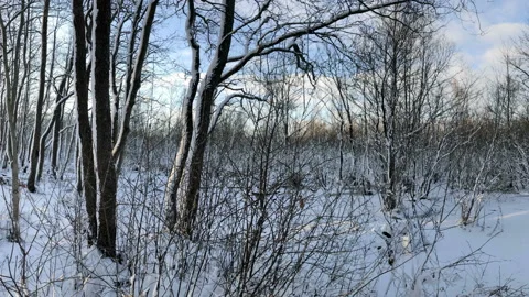 Snowy forest panorama Stock Footage 232925945