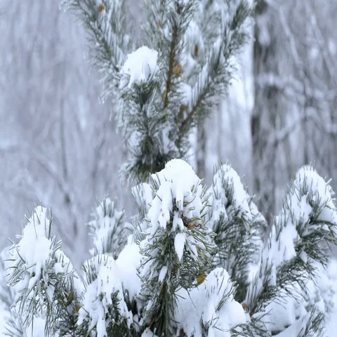 Snowy forest in the park Stock Footage 69704386