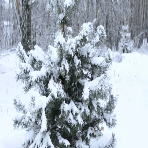 Snowy forest in the park Stock Footage 69705008