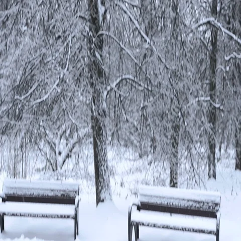 Snowy forest in the park Stock Footage 69705643