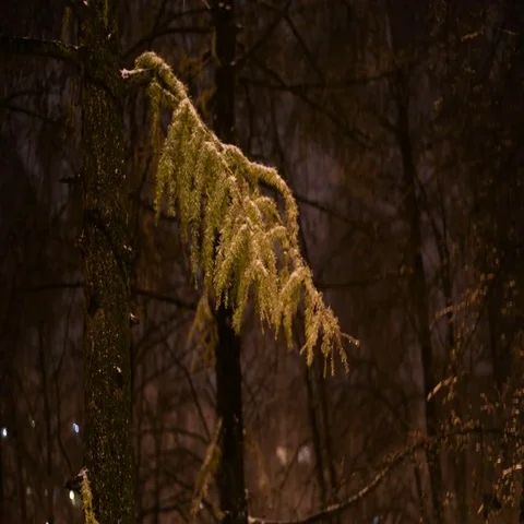 Snowy forest in the park at night Stock Footage 69535438