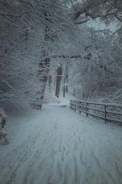 Snowy Forest Path with Arching Trees and Railing Stock Photos