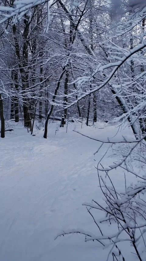 Snowy Forest Path During Winter Push In Shot Video stock 327793261