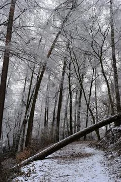 Snowy forest path with a fallen tree leaning across the trail Stock Photos