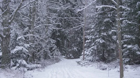 Snowy forest path Stock Footage 102906349