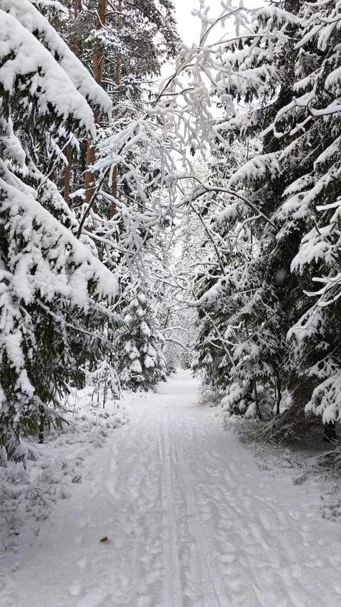 Snowy forest path with footprints and ski tracks under arched pine branches h Stock Footage 327974815