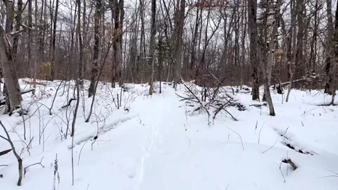 Snowy forest path with footprints in deep winter woods during a bright cold day Stock Footage 325477944
