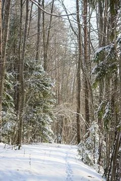 Snowy Forest Path with Footprints in Winter Woodland Foto stock