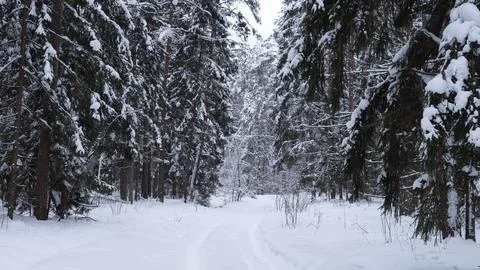 Snowy forest path framed by tall evergreen trees under overcast winter sky Stock Photos