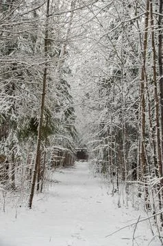 A snowy forest path leading to a structure in the distance Stock Photos