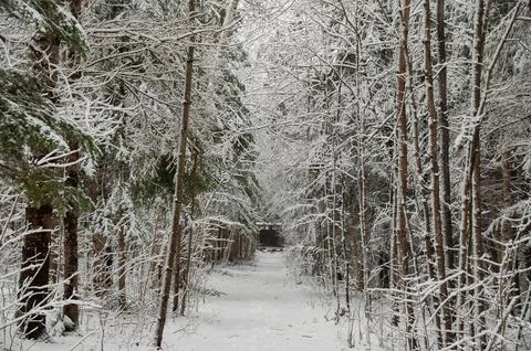 A snowy forest path leading to a structure in the distance Stock Photos