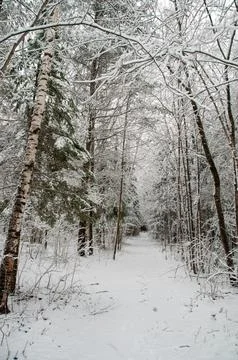 A snowy forest path leading to a structure in the distance Foto stock
