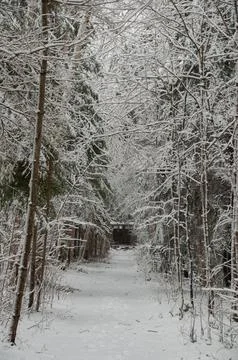 A snowy forest path leading to a structure in the distance Stock Photos