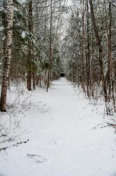 A snowy forest path leading to a structure in the distance Stock Photos