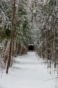 A snowy forest path leading to a structure in the distance Stock Photos
