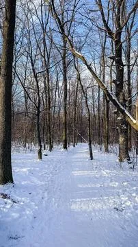 A snowy forest path leads through bare deciduous trees with long blue shado.. Stock Photos
