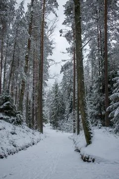 Snowy forest path or trail in a winter wonderland setting. Stock Photos