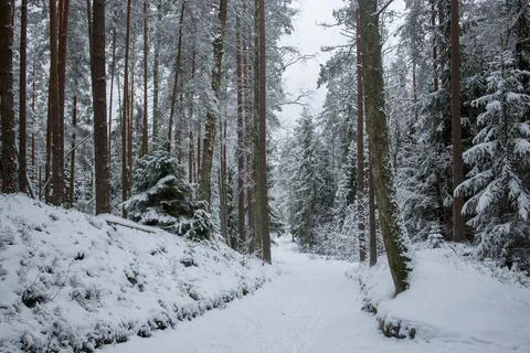 Snowy forest path or trail in a winter wonderland setting. Stock Photos
