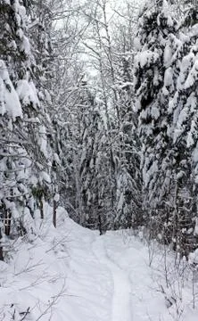 Snowy forest path Stock Photos