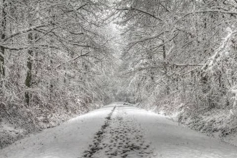 Snowy forest path Stock Photos
