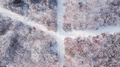 Snowy forest path Foto stock