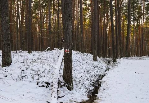 Snowy Forest Path with a Red Arrow Sign Stock Photos