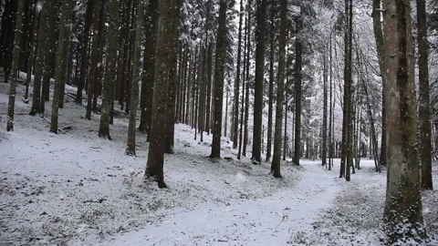 Snowy forest path with snowfall Stock Footage 231415721