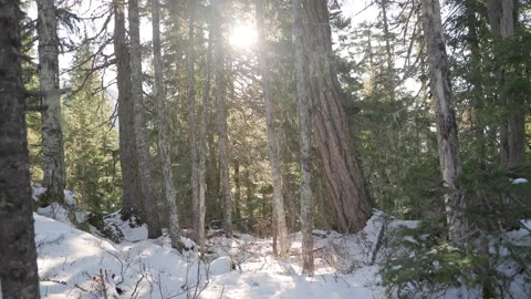 Snowy forest path with sunlight shining through the trees, beautiful winter Stock Footage 221713489