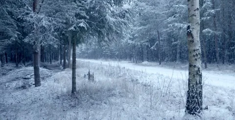 Snowy forest path surrounded by trees during winter snowfall Stock Footage 326090756
