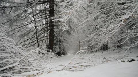 Snowy forest path with tall trees covered in snow on winter day Stock Footage 325963119
