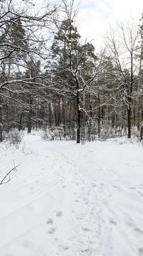 Snowy Forest Path Through Winter Woods Stock Photos
