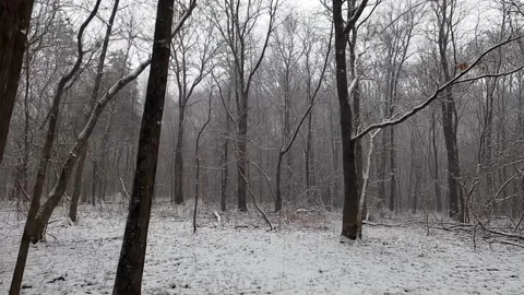 Snowy Forest Path – Tranquil Winter Walk Stock Footage 312092098