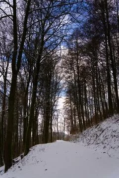 Snowy Forest Path Under Winter Sky Stock Photos