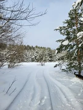 Snowy forest path winding through trees Stock Photos