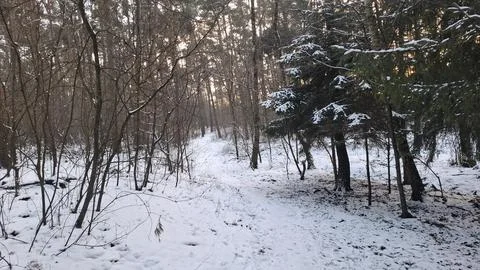Snowy Forest Path with Winter Sunlight Stock Photos