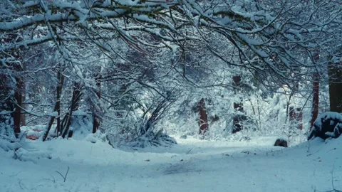 Snowy Forest Pathway with Branch Canopy of Snow Covered Trees at Winter Video stock 293729085
