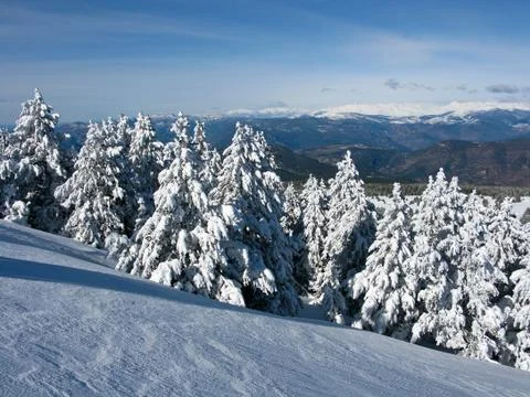 Snowy forest Stock Photos