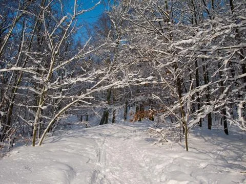 Snowy forest Stock Photos