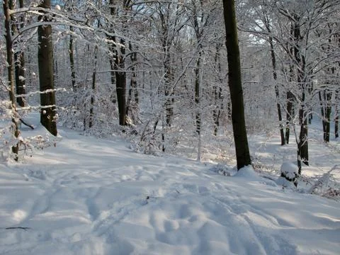 Snowy forest Foto stock