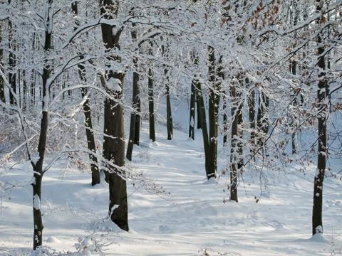 Snowy forest Stock Photos