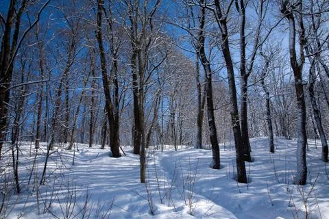 Snowy forest Stock Photos