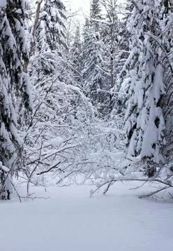 Snowy forest Stock-Fotos