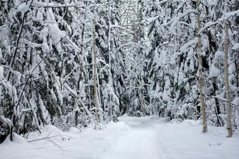 Snowy forest Foto stock