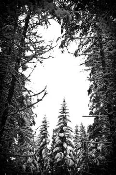 Snowy forest. Stock Photos