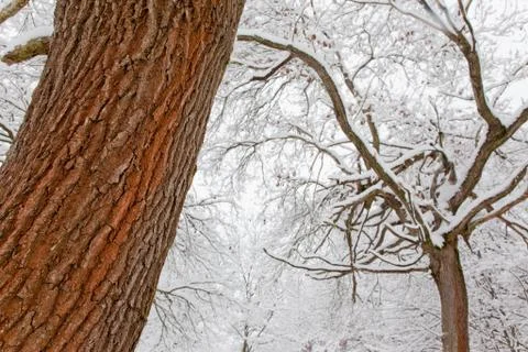 Snowy forest Stock Photos