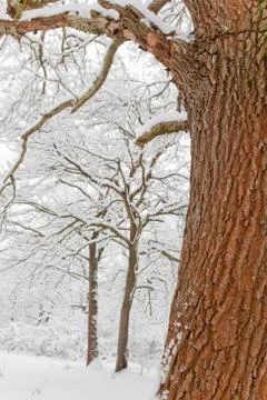 Snowy forest Stock Photos