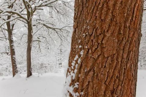 Snowy forest Stock Photos