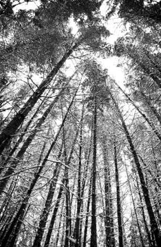 Snowy forest 스톡 사진
