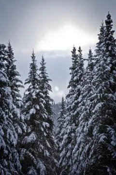 Snowy forest Stockfoto's