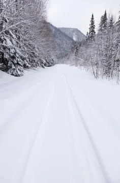 Snowy forest Stock Photos